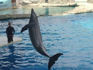 Delfino che salta nella piscina del parco oltremare
